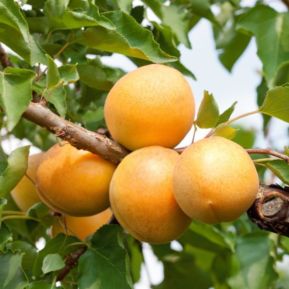Apricot 'Trevatt' - Potted 250mm all green