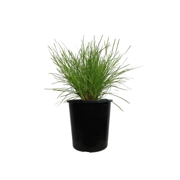 Lomandra Little Con - 140mm all green