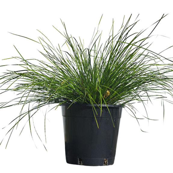 Lomandra Longifolia - 140mm