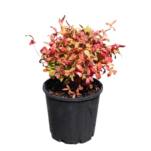 Nandina Domestica Nana - 140mm all green