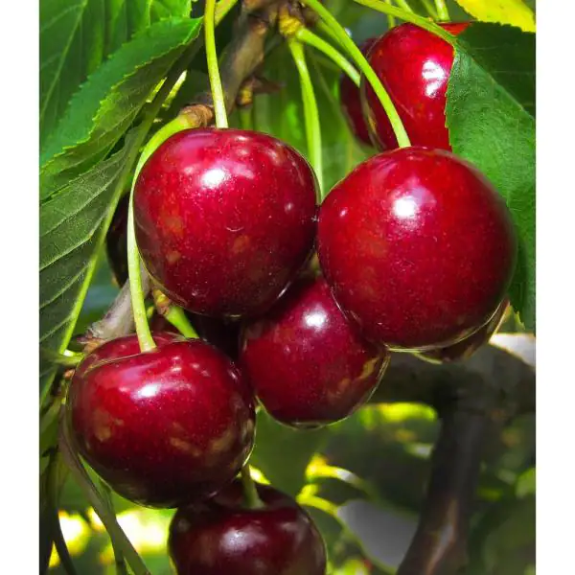 Cherry 'Lapins' - Potted 250mm all green