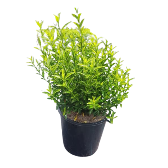 Euonymus Japonicus Microphyllus Tom Thumb - 140mm all green