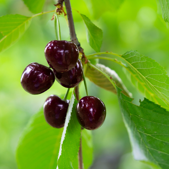 Cherry 'Sunburst' - Potted 250mm all green