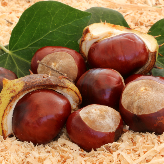 Chestnut 'Flemings Prolific' - Potted 250mm all green