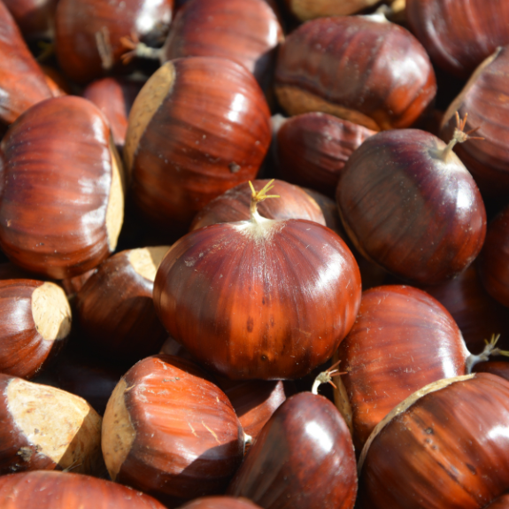 Chestnut 'Flemings Special' - Potted 250mm all green
