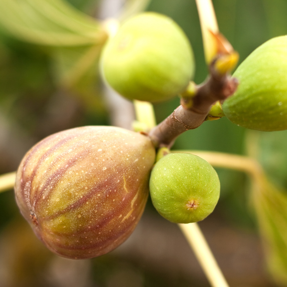 Fig 'Brown Turkey' - Potted 250mm all green
