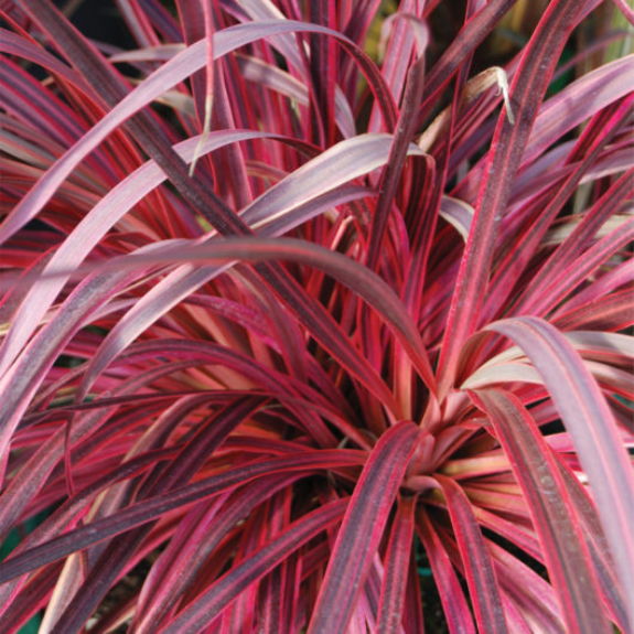 Cordyline australis Pink Passion 200mm all green