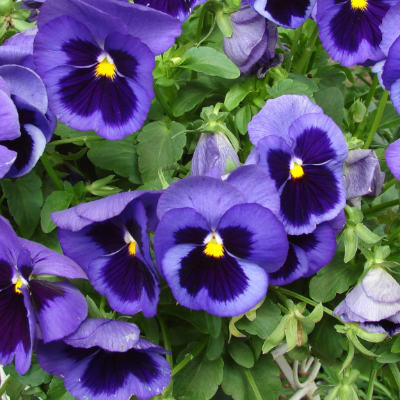 Pansy Potted Colour - 100mm all green