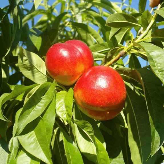 Nectarine 'Fantasia' - Potted 250mm all green