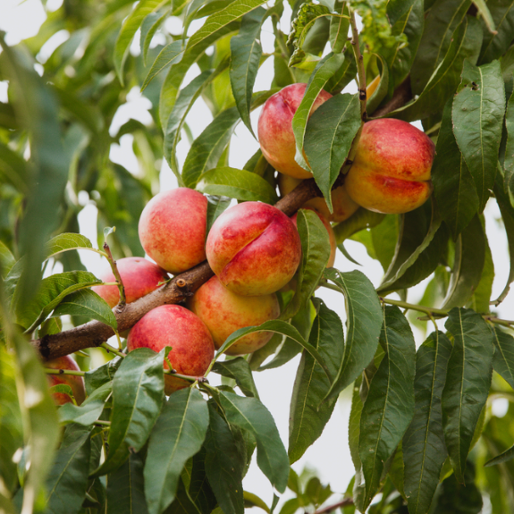 Nectarine 'May Grand' - Potted 250mm all green