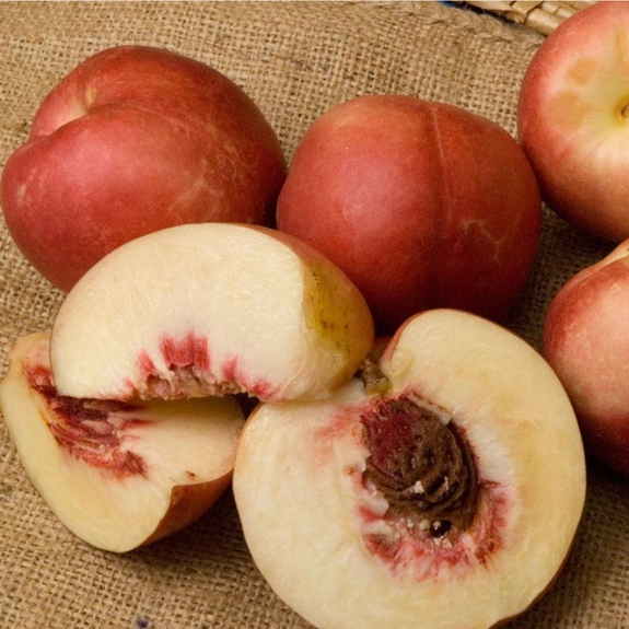 Nectarine 'Spicezee' Interspecific- Potted 250mm all green