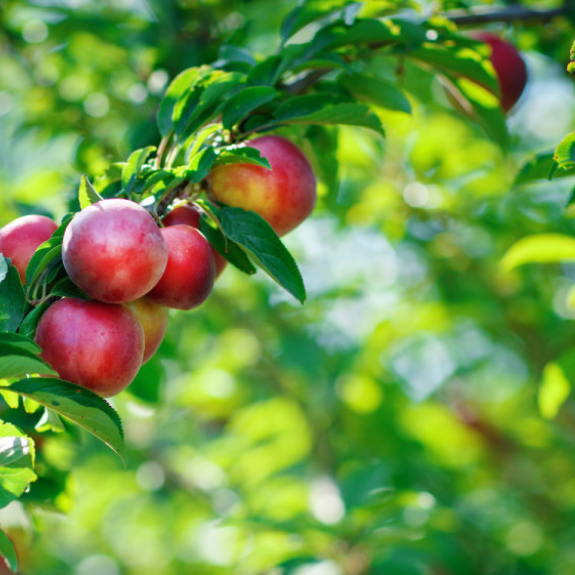 Nectarine 'Sweet Sensation' - Potted 250mm all green