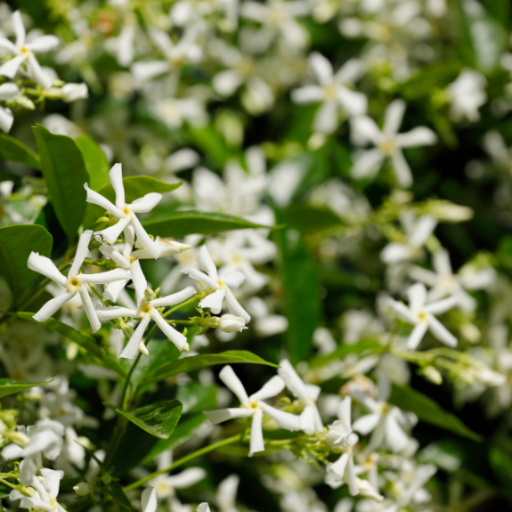 Star Jasmine - 140mm all green