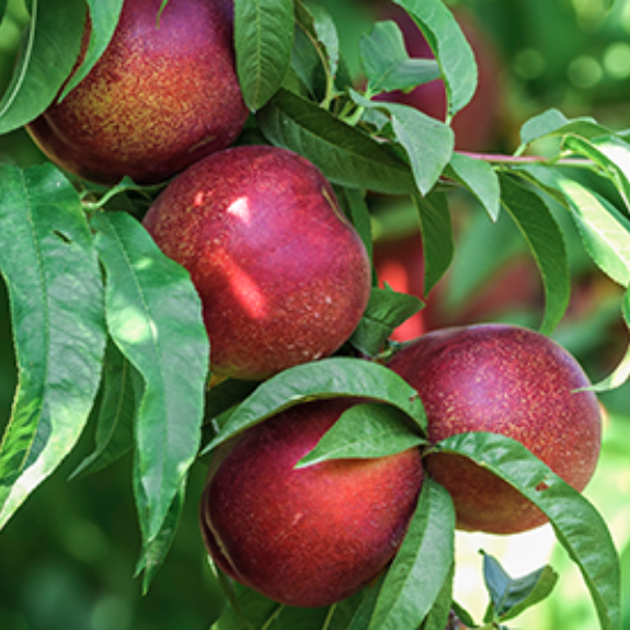 Nectarine x Plum 'Sugar N Spice' - Potted 250mm all green