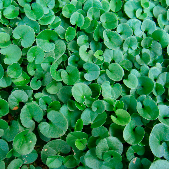 Dichondra Repens - 140mm all green
