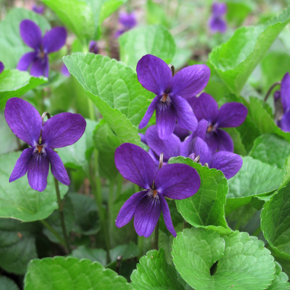 Viola Potted Colour 100mm all green