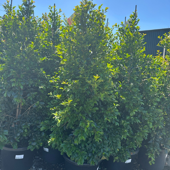 Backyard Bliss - 400mm Pot all green