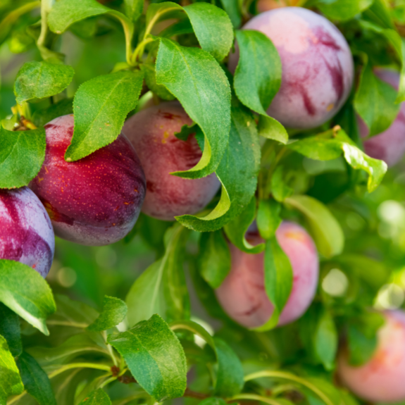 Plum 2 Way 'Flavor Supreme' 'Mariposa' - Potted 300mm all green