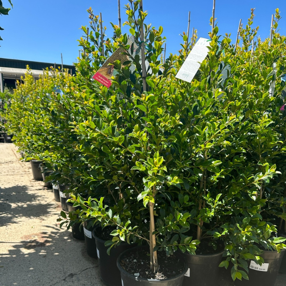 Backyard Bliss - 250mm Pot all green