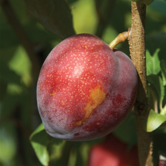 Plum/Cherry 'Little Chum' - Potted 250mm all green