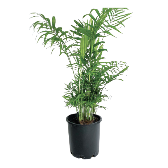 Palm Parlour Chamaedorea Elegans - 250mm Pot all green