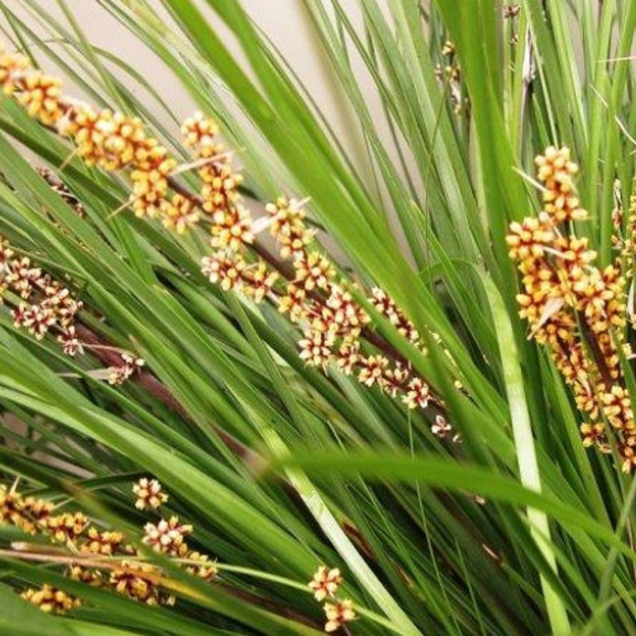 Lomandra ‘Tanika’ - 140mm all green