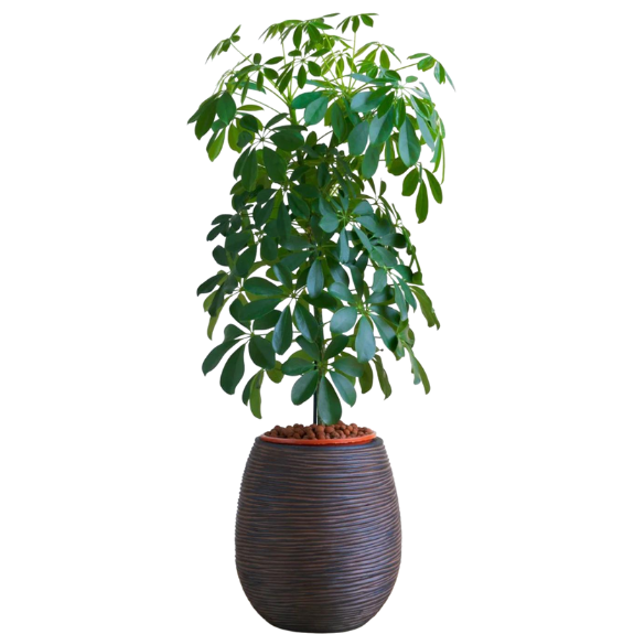 Schefflera arboricola (Umbrella Plant) all green