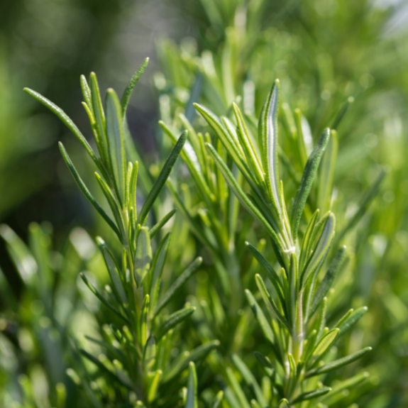 Rosemary - 140mm all green