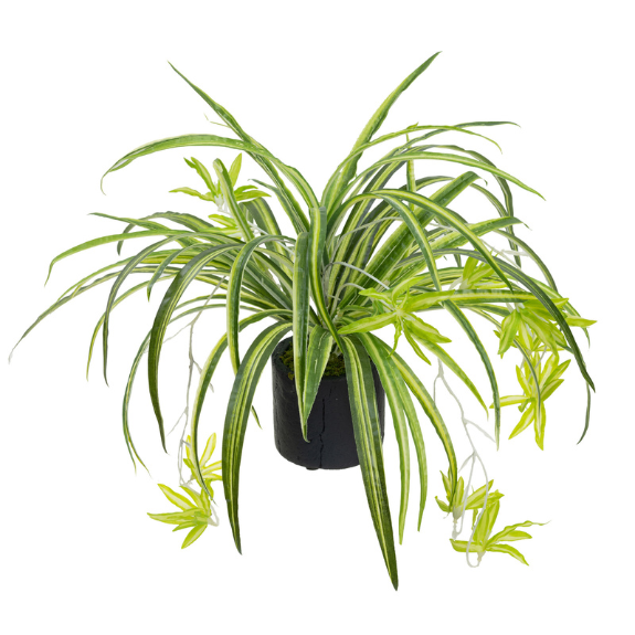 Chlorophytum Spider Plant 200mm Hanging Basket all green