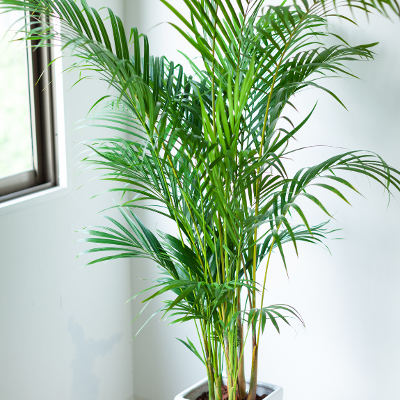 Majestic Palm - 200mm all green