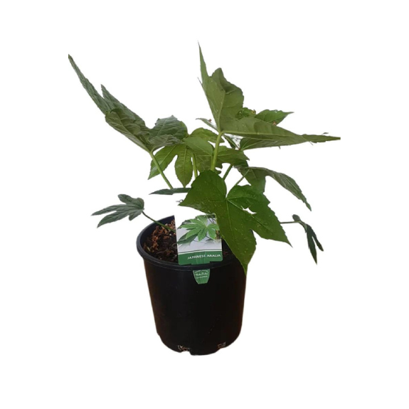 Fatsia japonica (Aralia) - 250mm Pot all green