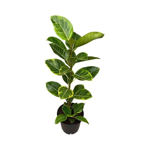 Ficus elastica 'Lemon and Lime' (Rubber Plant) - 250mm Pot all green