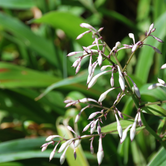 Arthropodium 'mat bay' - 140mm all green