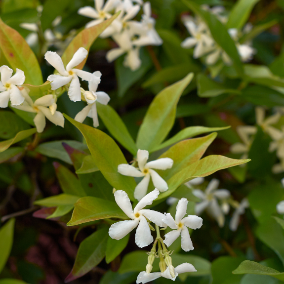 Chinese Star Jasmine - Tripod all green