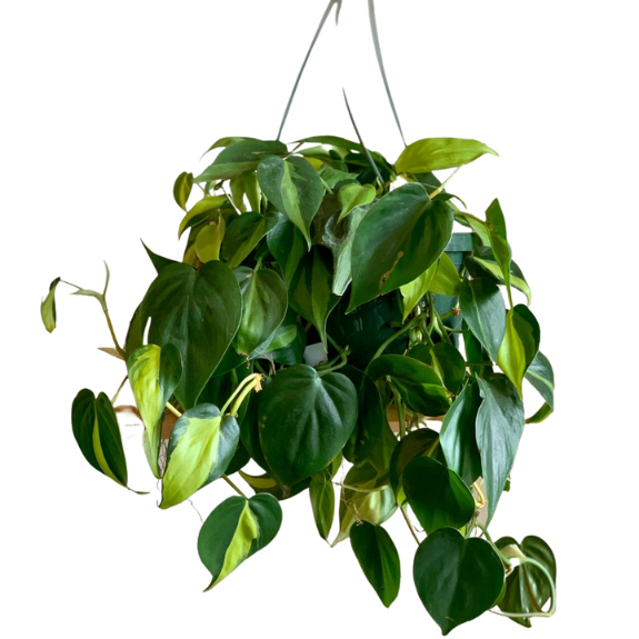 Philodendron Brasil - 140mm Pot all green