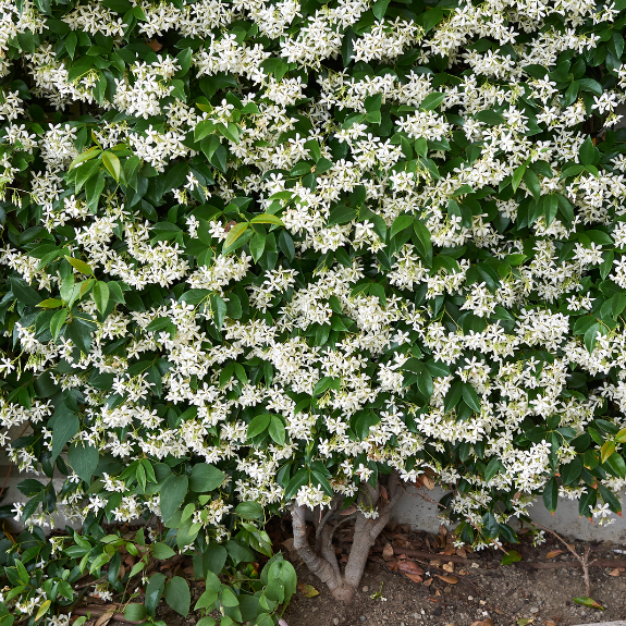 Chinese Star Jasmine - Tripod all green
