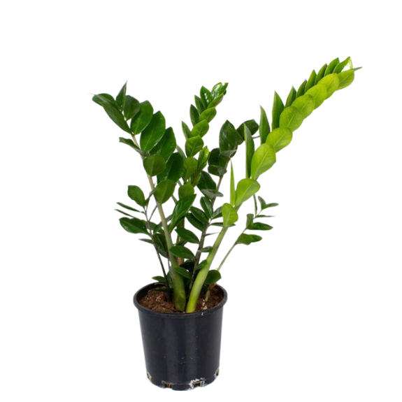 Zamiocilcas zamifolia ZZ 'Zanzibar Zenzii' all green