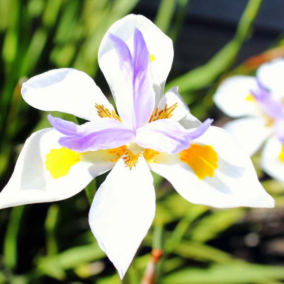 Dietes Grandiflora - 140mm all green