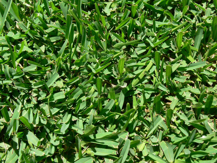 Sir Walter DNA Certified Buffalo