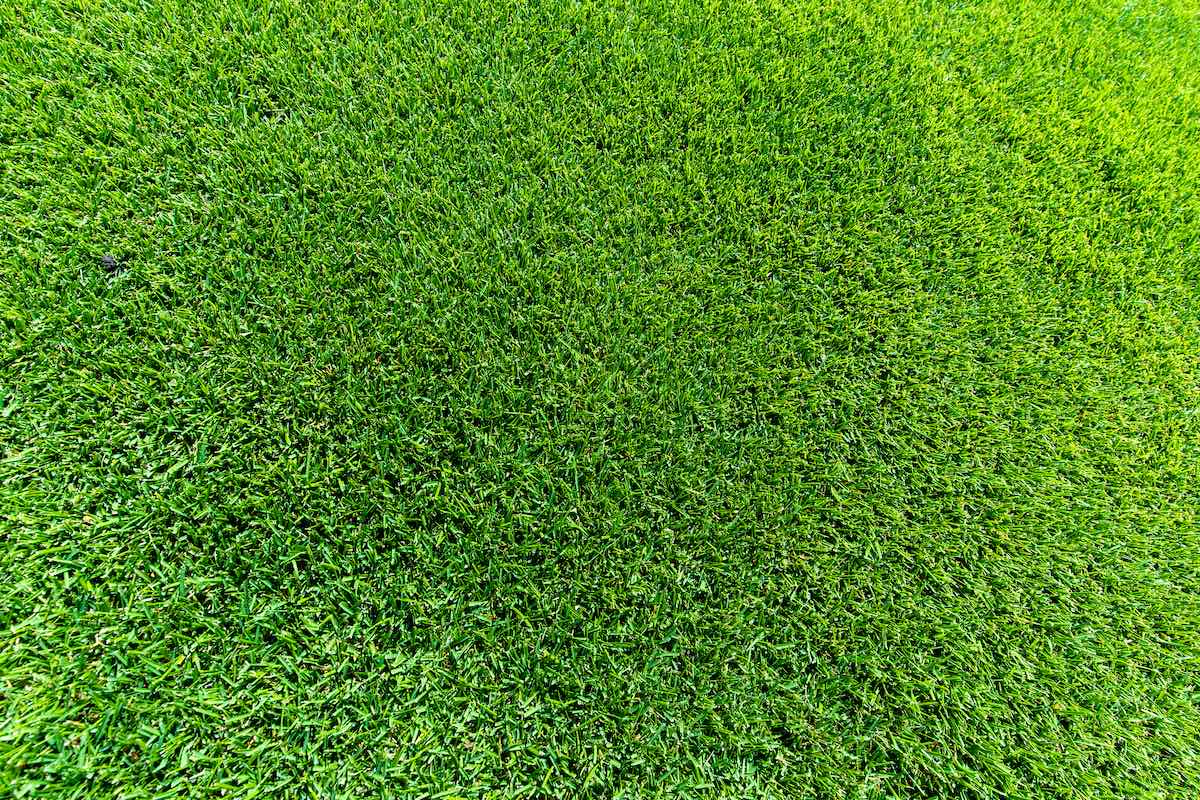 Sir Grange all green