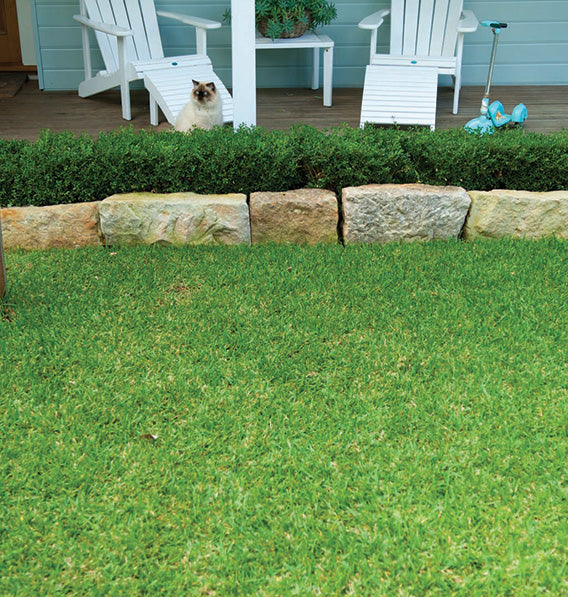 Sir Walter DNA Certified Buffalo