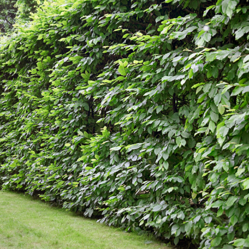 Screening And Hedging Plants