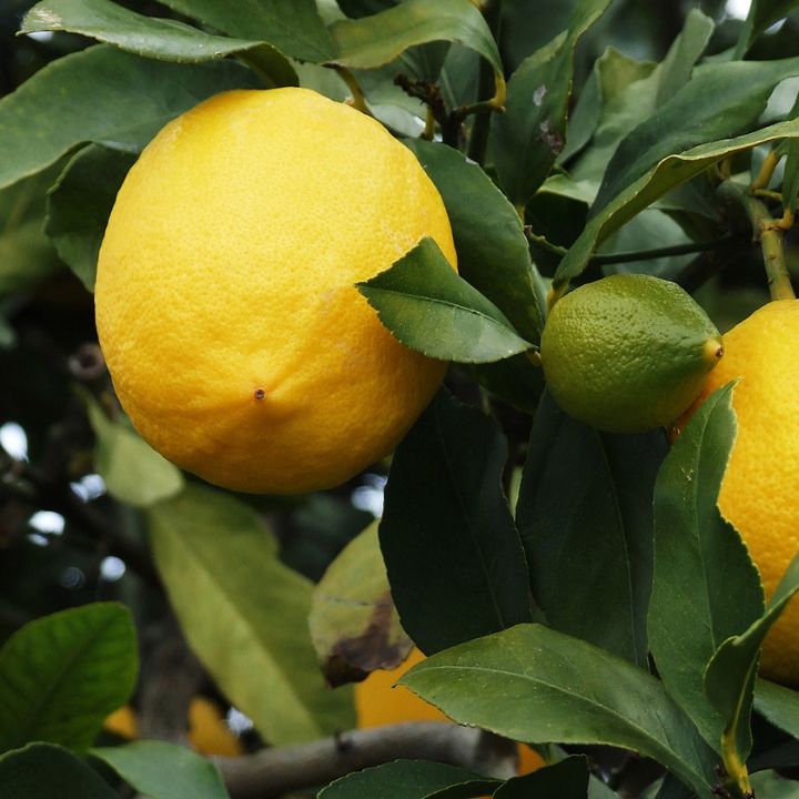 Citrus Lemon Meyer- 200mm- Locally Grown!
