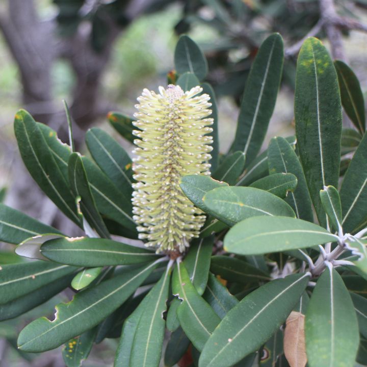 Banksia integrifolia Coast Banksia 200mm