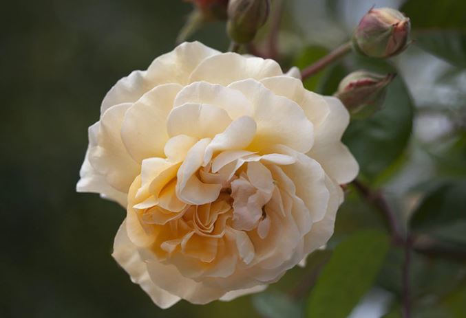 Rose 6ft Weeping 'Buff Beauty' - 250mm