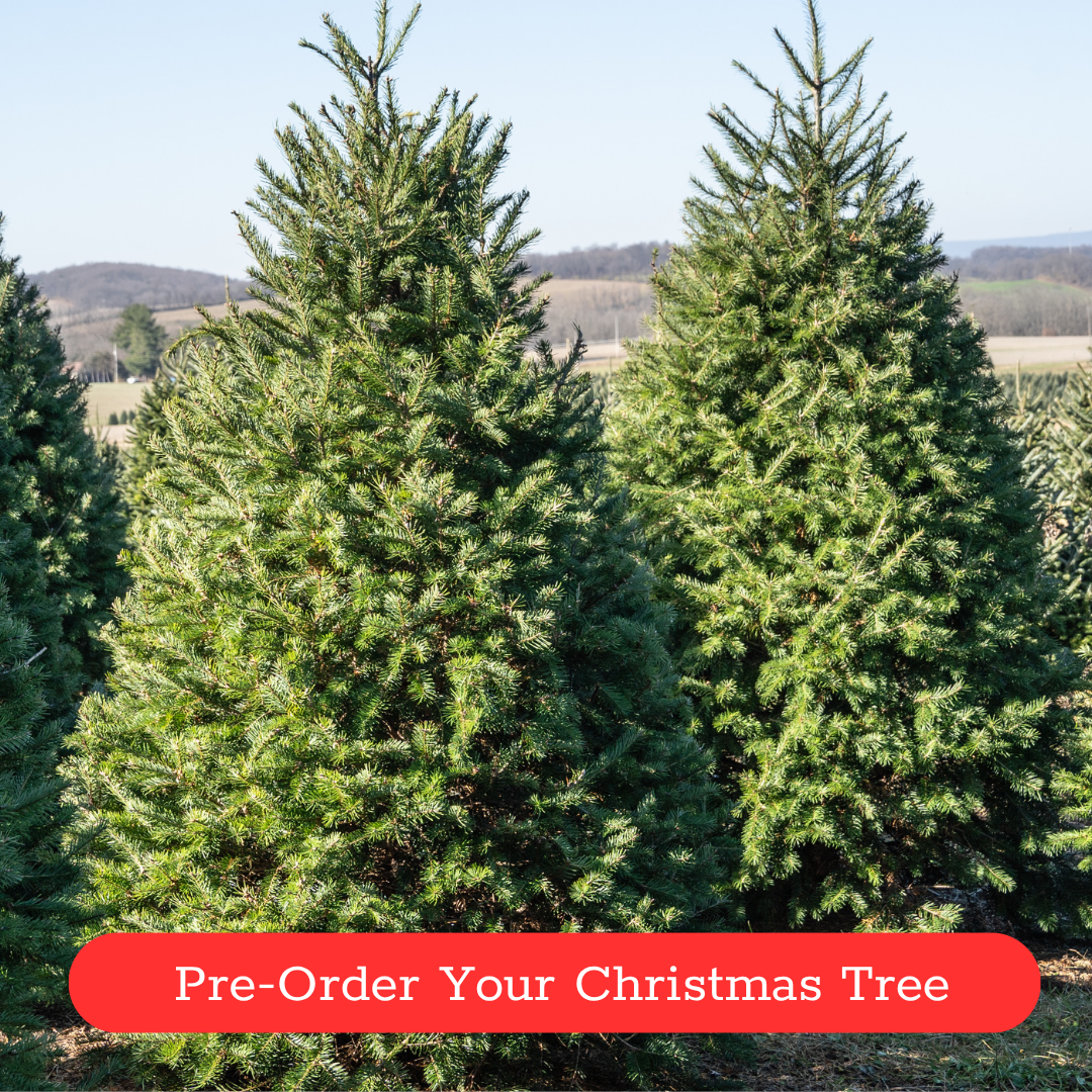 Christmas Tree all green