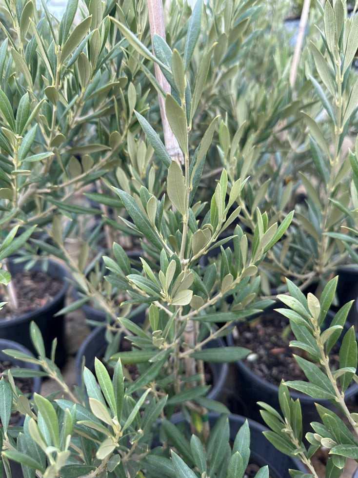Olive Piccolo Tree Olea europea (AG) - 250mm