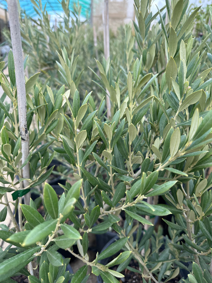 Olive Piccolo Tree Olea europea (AG) - 250mm