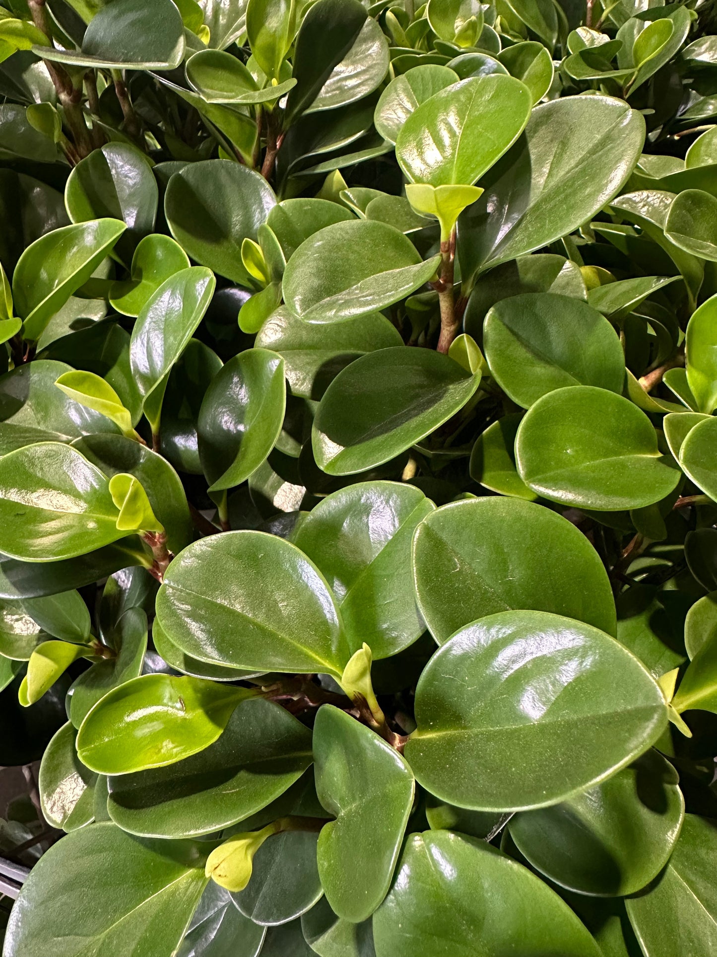 Peperomia Obtusifolia 'Jade' - 200mm