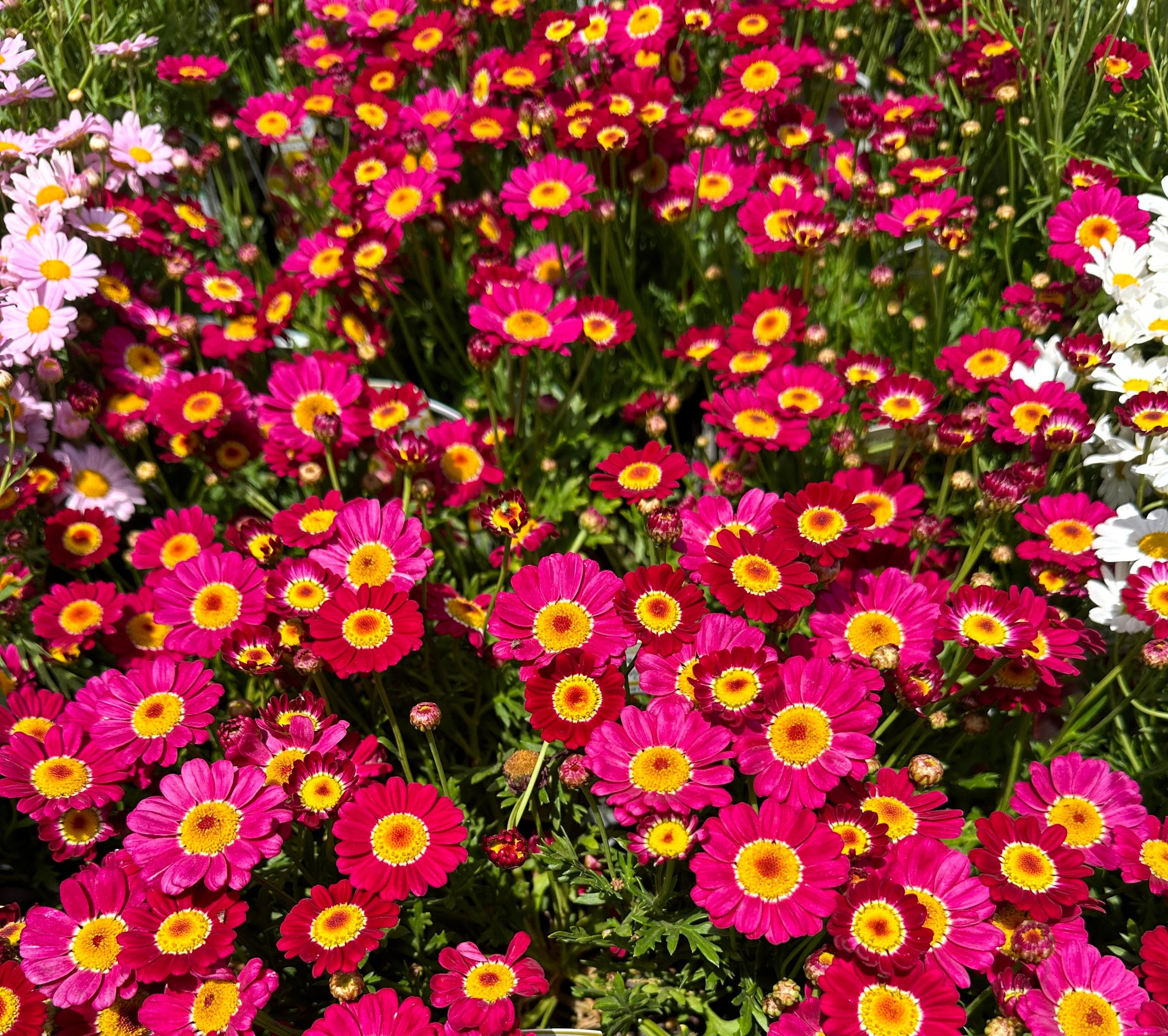 Argyranthemum Daisy Assorted 140mm – All Green